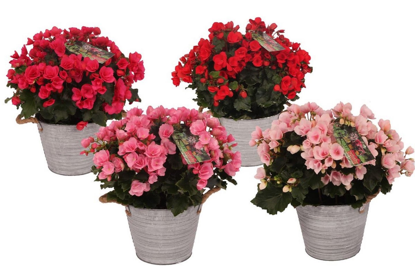 Begonia betulia 19 cm ruukussa Alankomaat