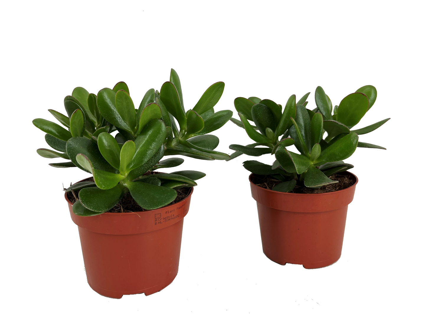 Rahapuu 12 cm rku 25 cm Alankomaat | K-Ruoka Verkkokauppa